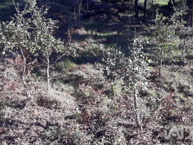 Terreno para Venda em Monchique Foto 2