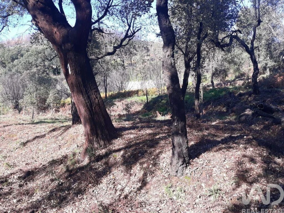 Terreno para Venda em Monchique Foto 2