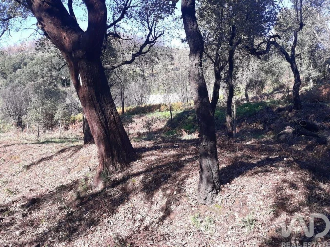 Terreno para Venda em Monchique Foto 2