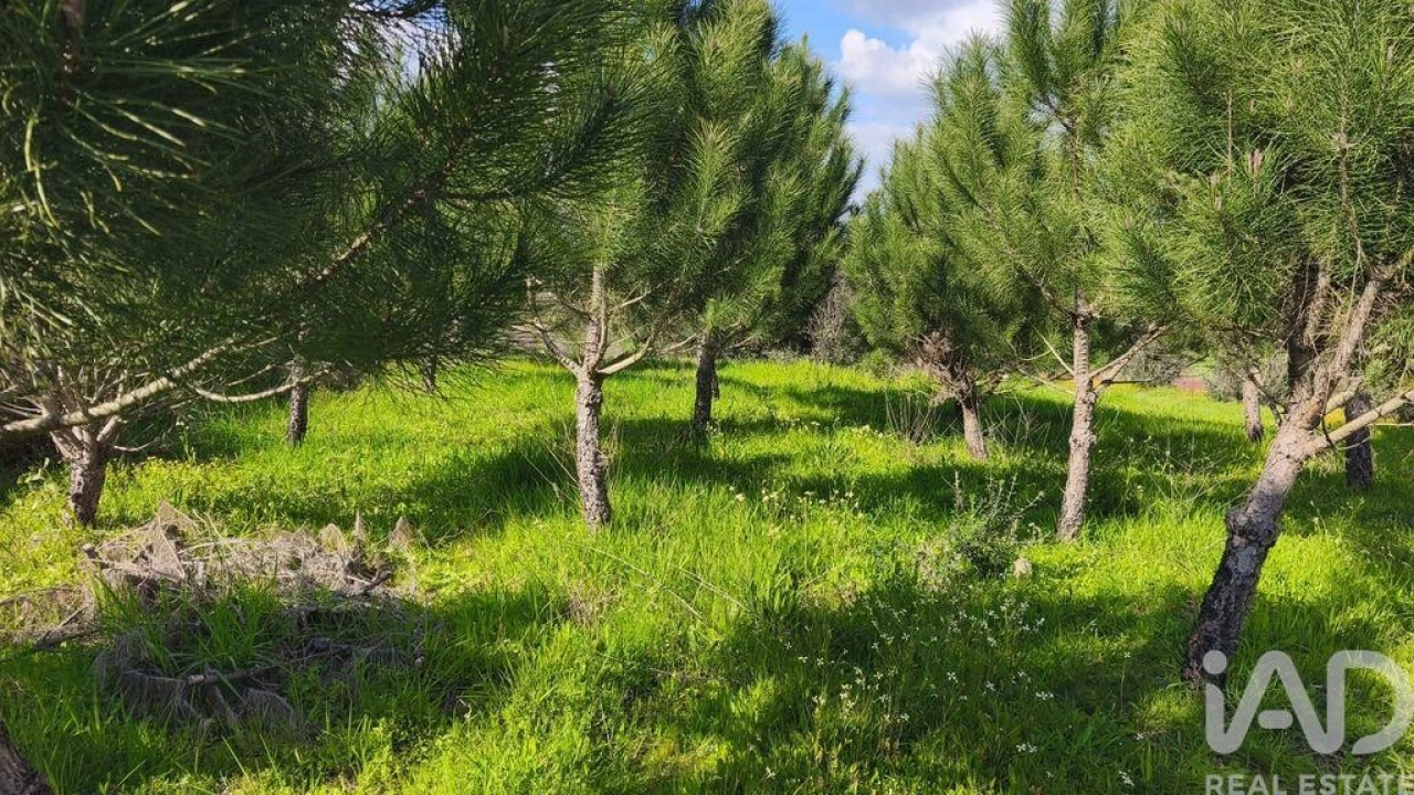 Terreno para Venda em Seixo da Beira Foto 20