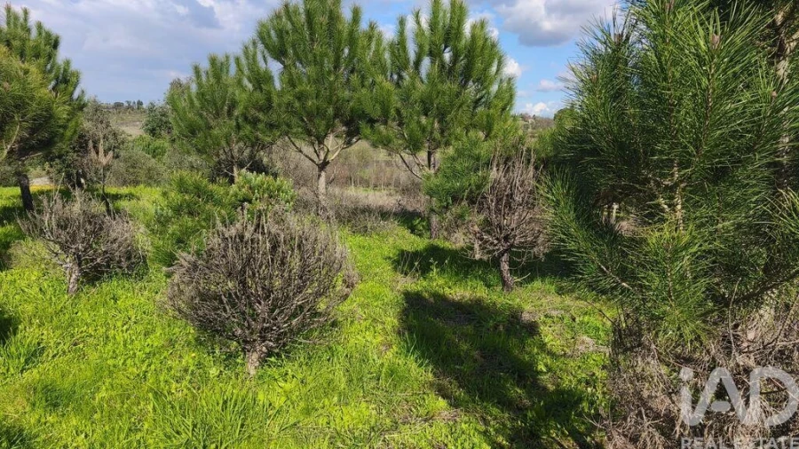 Terreno para Venda em Seixo da Beira Foto 2