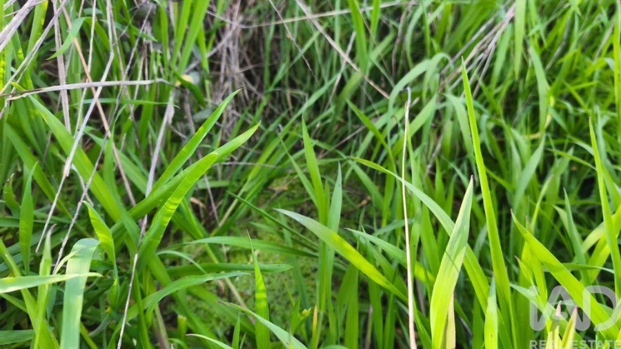 Terreno para Venda em Seixo da Beira Foto 12