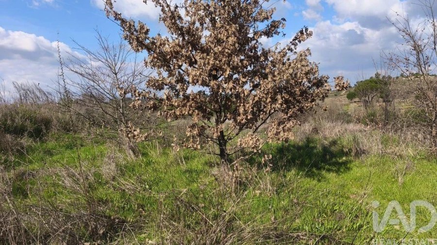Terreno para Venda em Seixo da Beira Foto 16