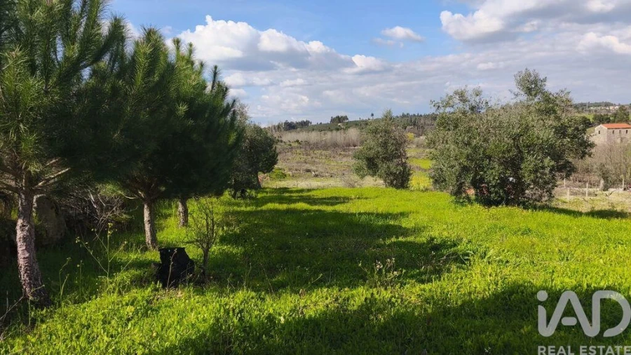 Terreno para Venda em Seixo da Beira Foto 10