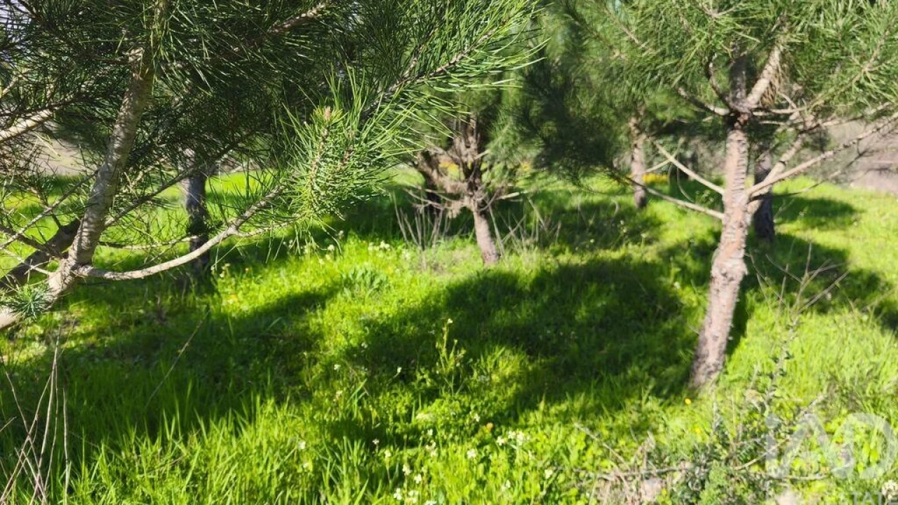 Terreno para Venda em Seixo da Beira Foto 8