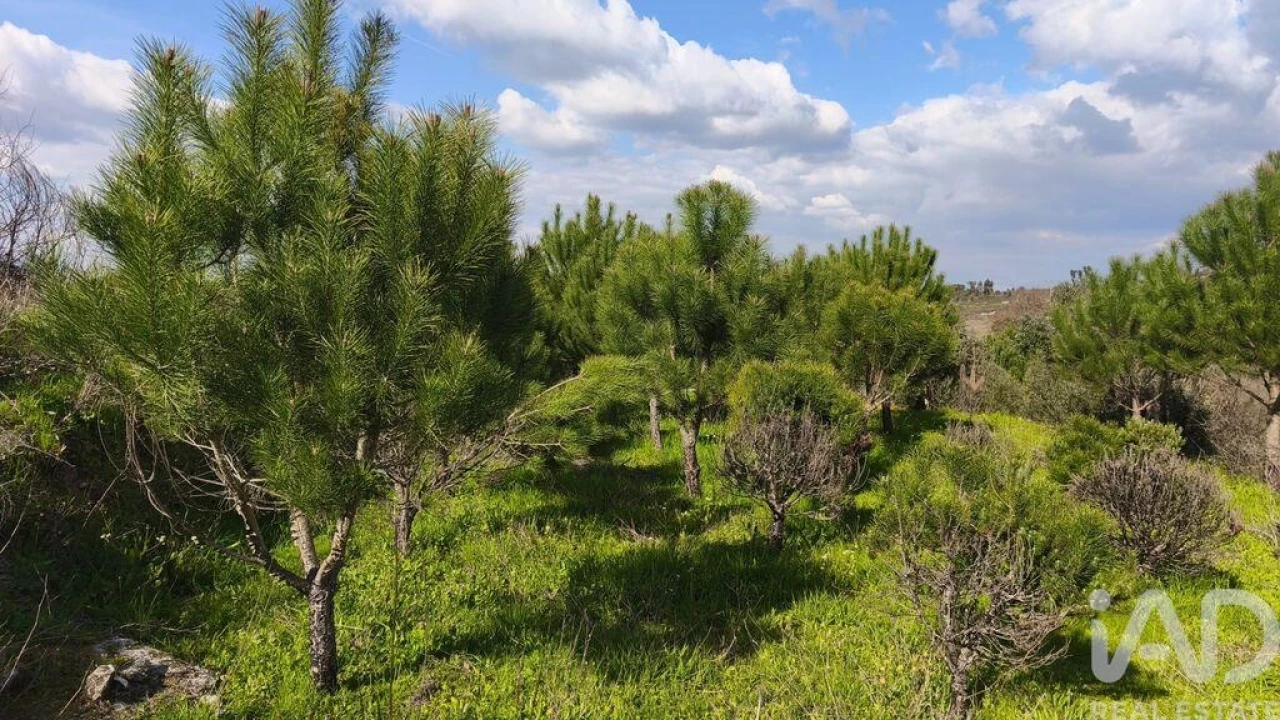 Terreno para Venda em Seixo da Beira Foto 7