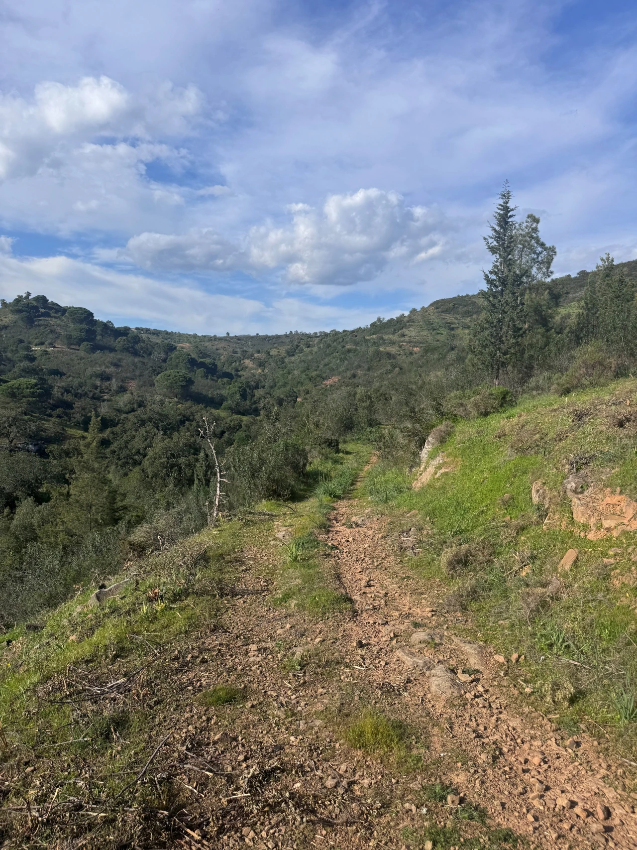 Terreno para Venda em Santa Catarina da Fonte do Bispo Foto 4