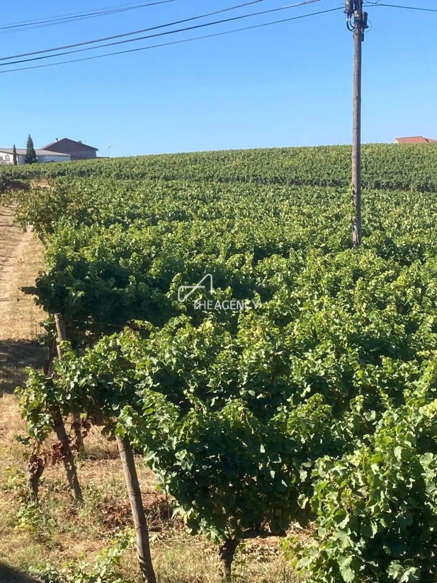 Terreno para Venda em Alijo Foto 18