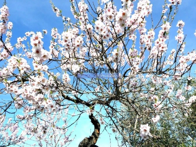 Moradia T4 para Venda em Escalhão Foto 4