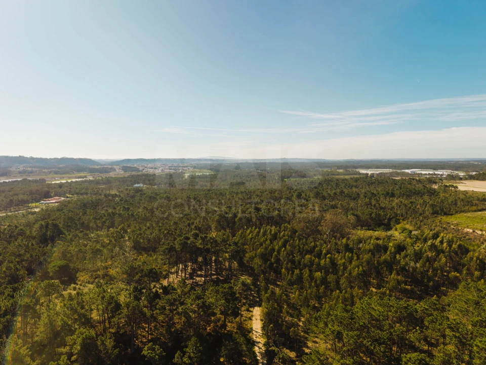 Terreno para Venda em Tornada e Salir do Porto Foto 3