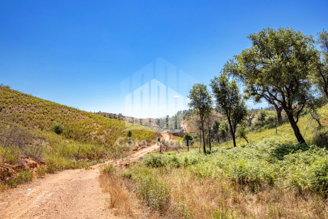Terreno para Venda em Saboia Foto 8
