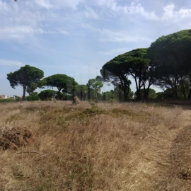 Terreno para Venda em Sesimbra (Castelo)
