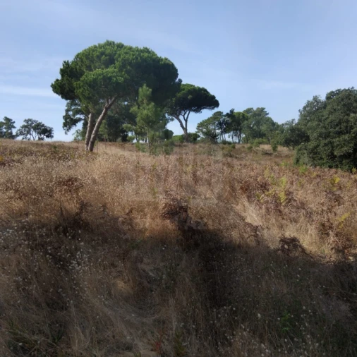 Terreno para Venda em Sesimbra (Castelo) Foto 8