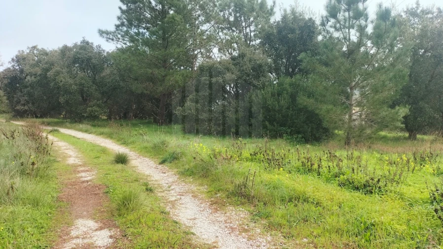 Terreno para Venda em Sesimbra (Castelo) Foto 2