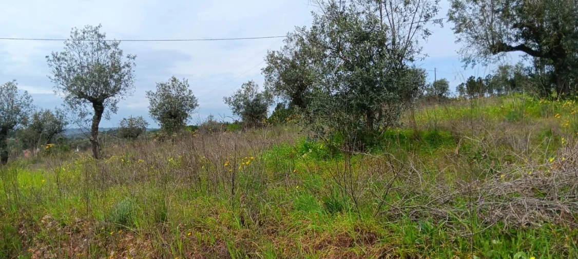 Terreno para Venda em Ortiga Foto 8