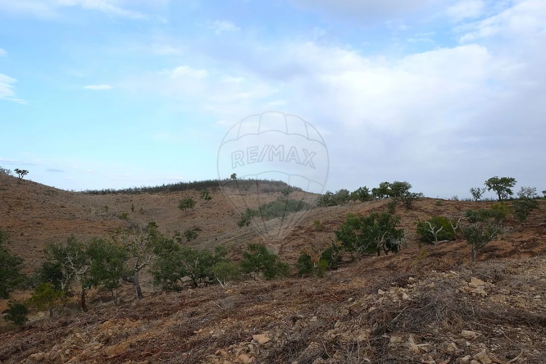 Terreno para Venda em São Martinho das Amoreiras Foto 8
