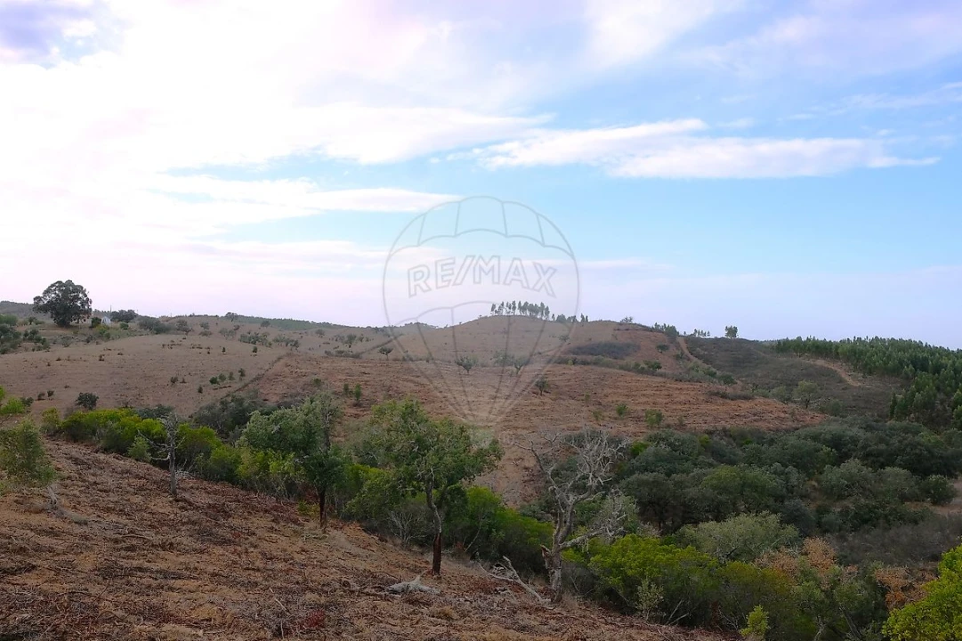 Terreno para Venda em São Martinho das Amoreiras Foto 4