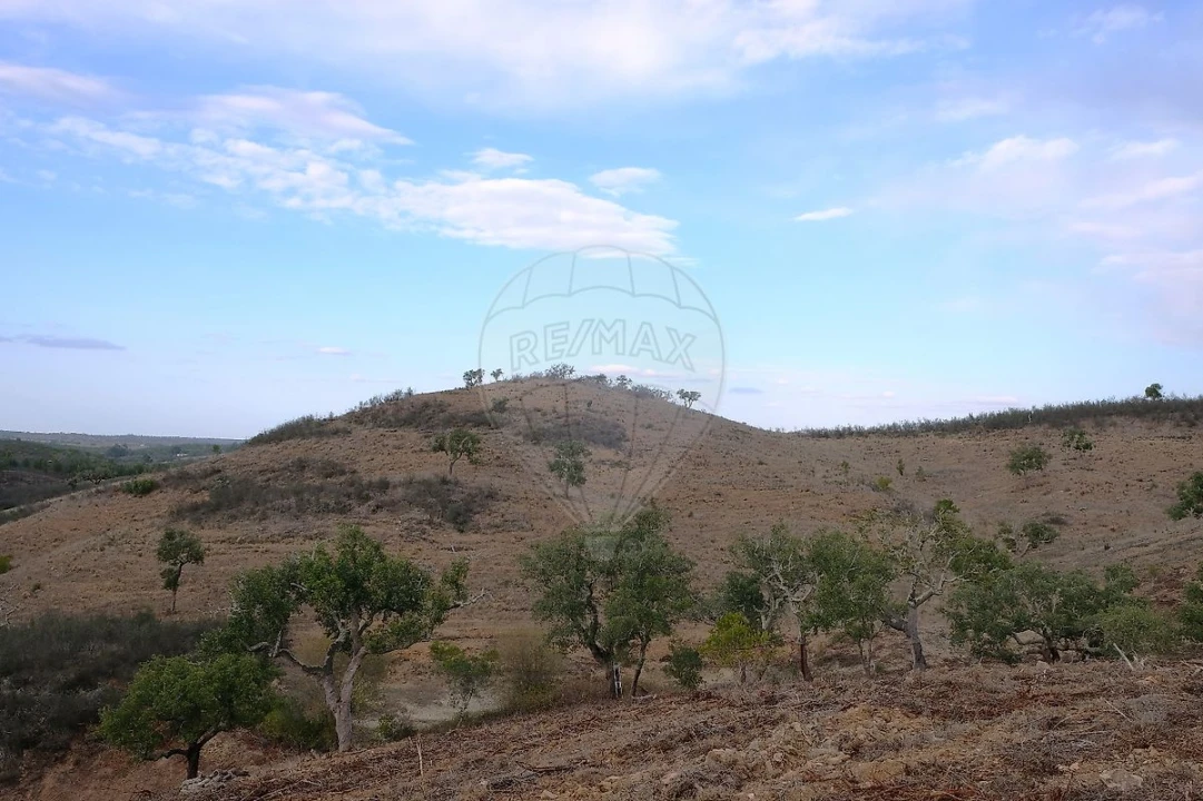 Terreno para Venda em São Martinho das Amoreiras Foto 2