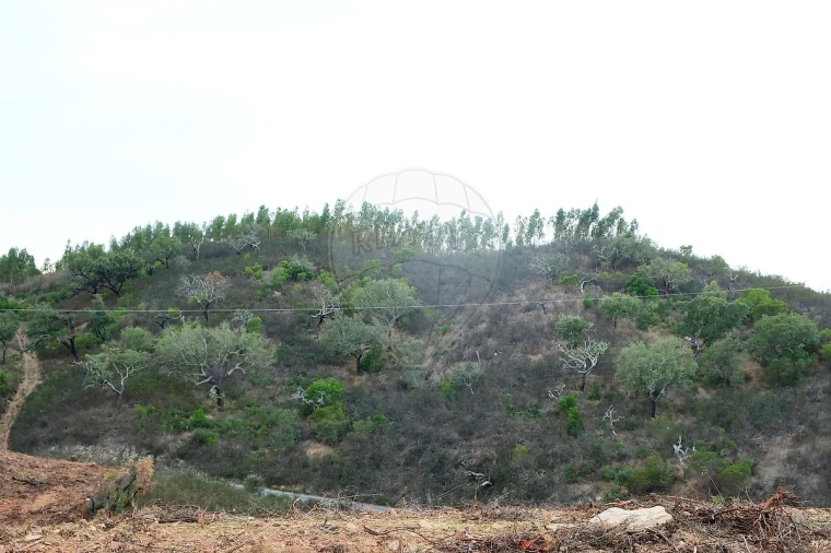 Terreno para Venda em São Martinho das Amoreiras Foto 3