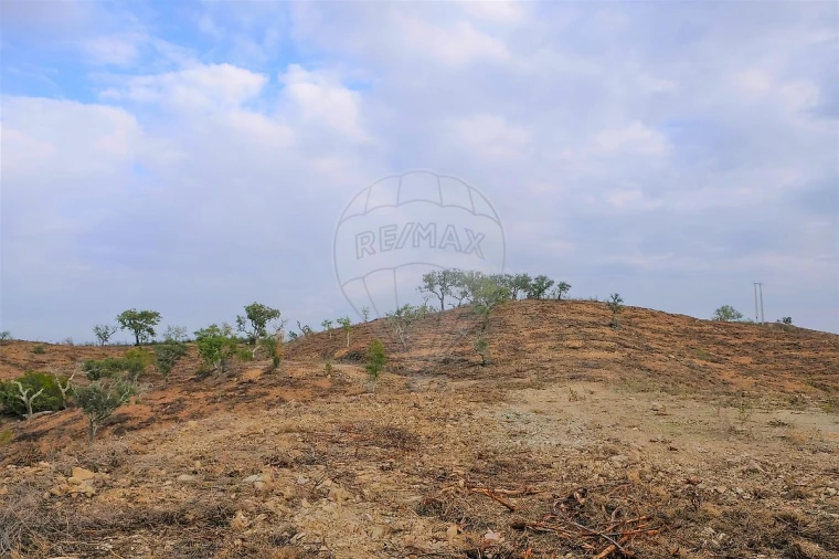Terreno para Venda em São Martinho das Amoreiras Foto 5
