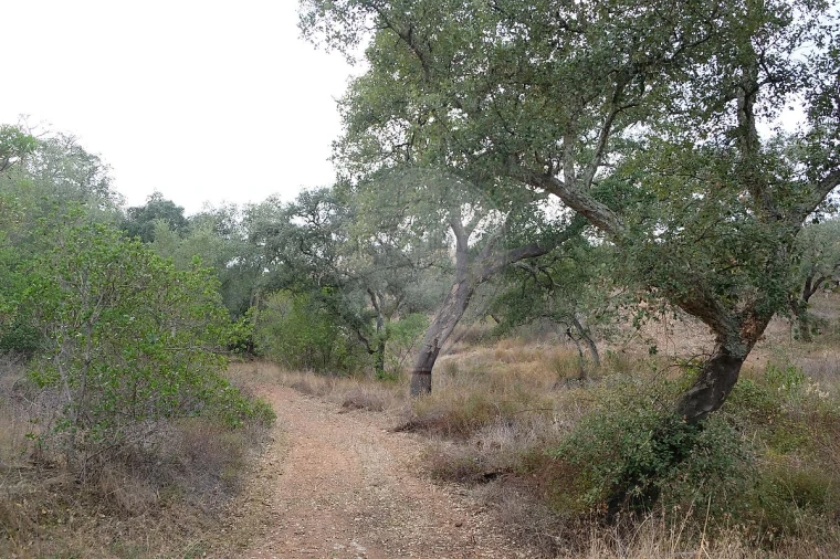 Terreno para Venda em São Martinho das Amoreiras Foto 10