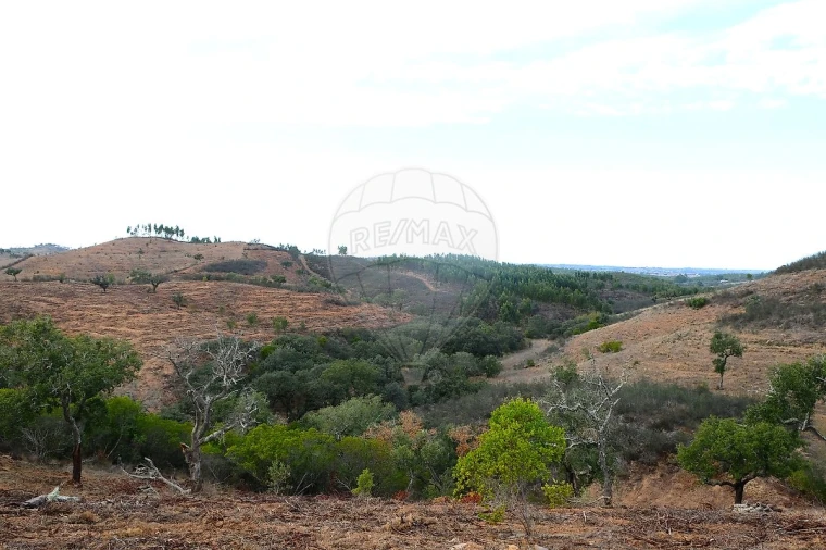 Terreno para Venda em São Martinho das Amoreiras Foto 9