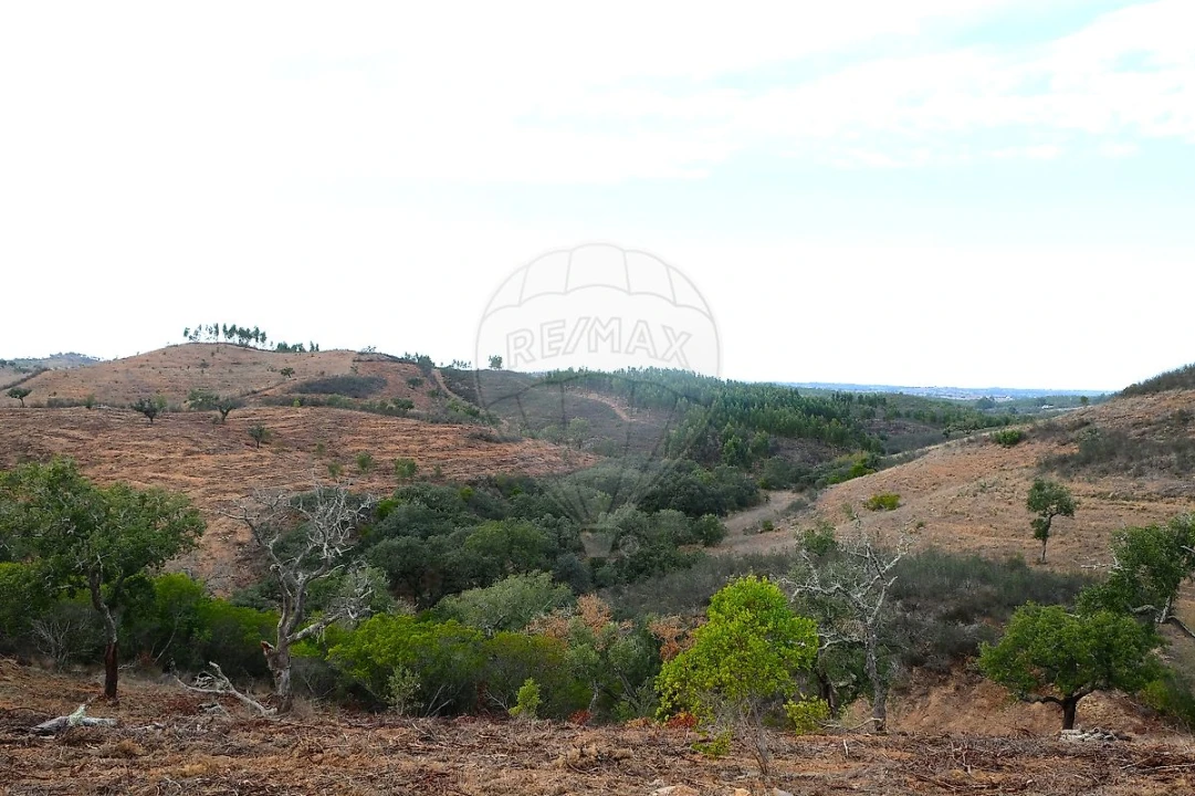 Terreno para Venda em São Martinho das Amoreiras Foto 9