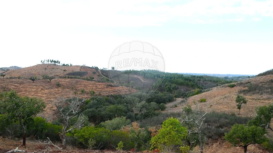 Terreno para Venda em São Martinho das Amoreiras