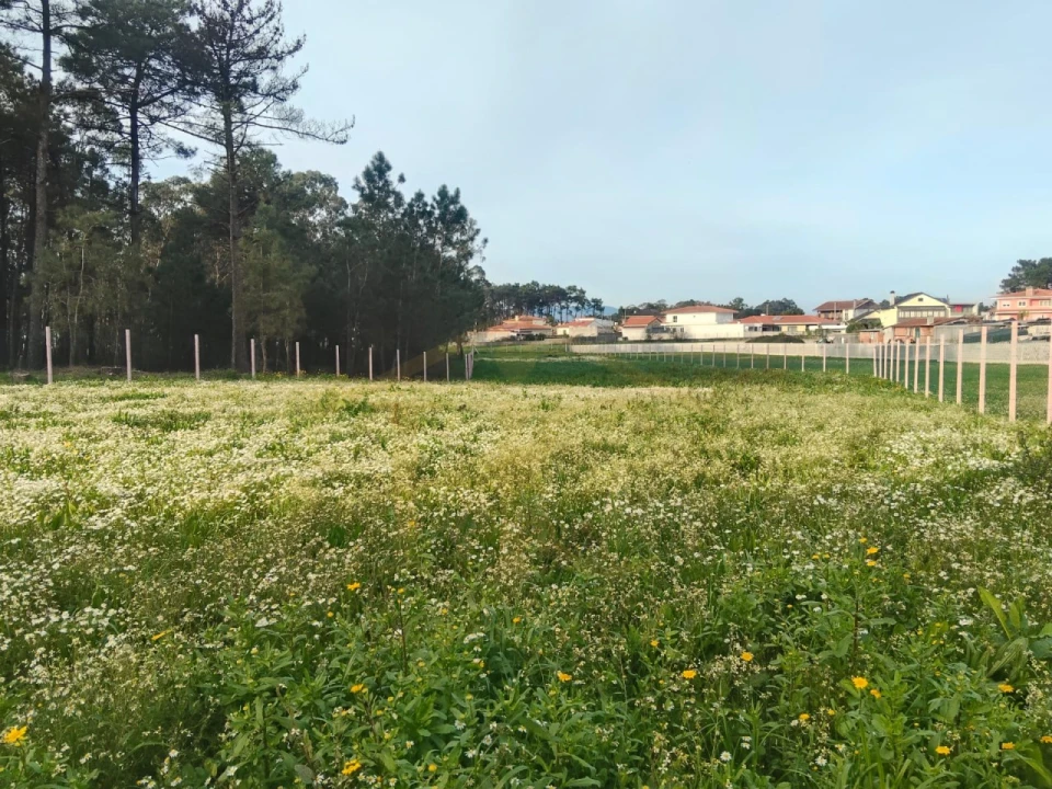 Terreno Agricola ou Rústico para Venda em Barqueiros Foto 1
