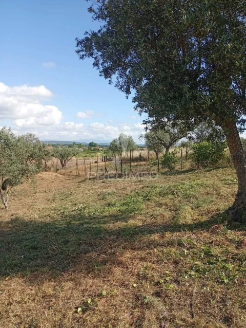 Terreno para Venda em Alpiarça
