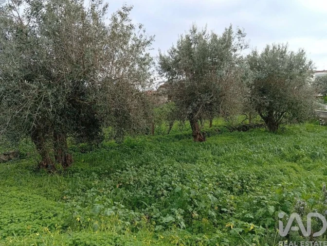 Terreno para Venda em Ameixial