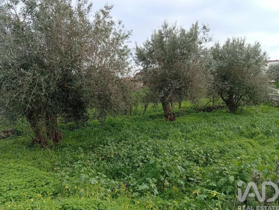 Terreno para Venda em Ameixial Foto 1