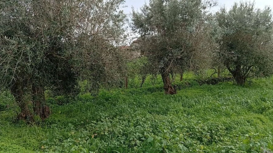 Terreno para Venda em Ameixial
