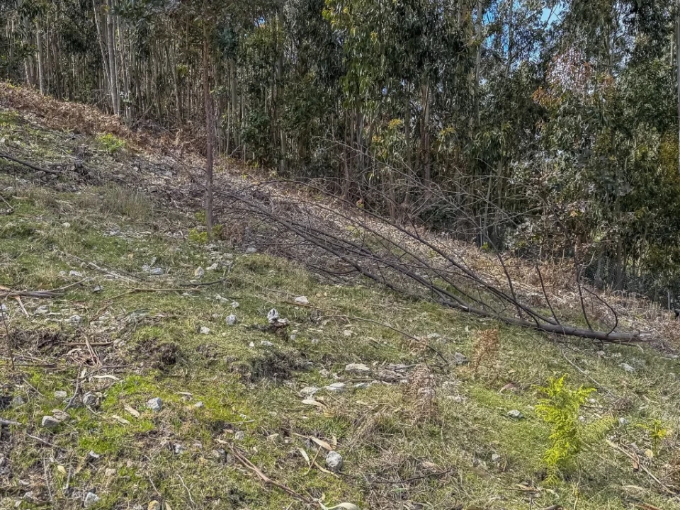 Terreno para Venda em Camacha Foto 22