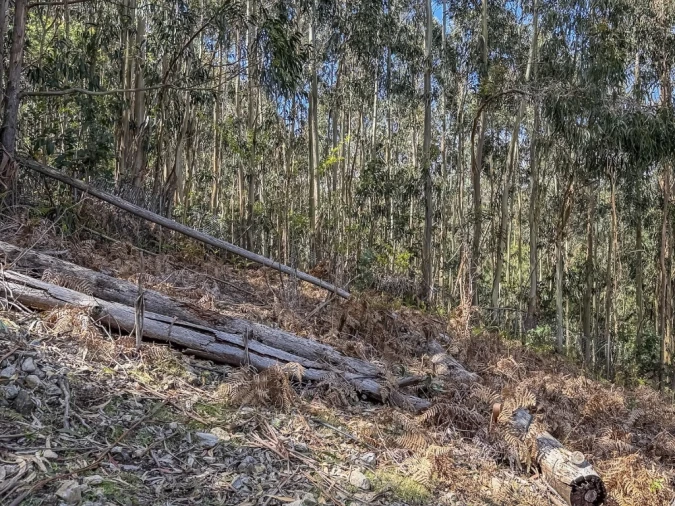 Terreno para Venda em Camacha Foto 6