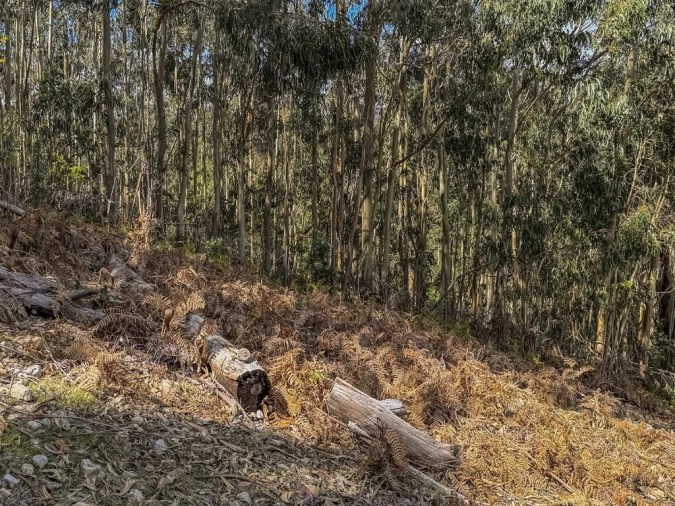 Terreno para Venda em Camacha Foto 8