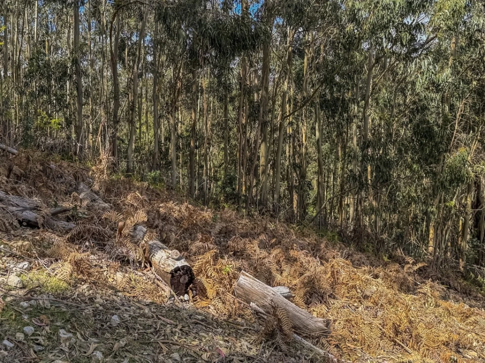 Terreno para Venda em Camacha Foto 8
