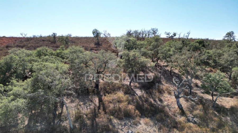 Terreno para Venda em Ourique Foto 8