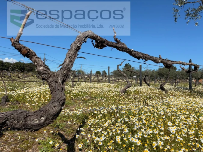 Quinta para Venda em Orca Foto 39