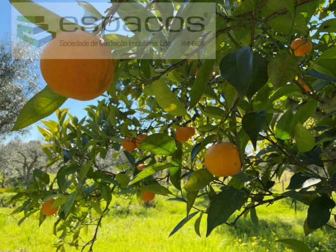 Quinta para Venda em Orca Foto 46