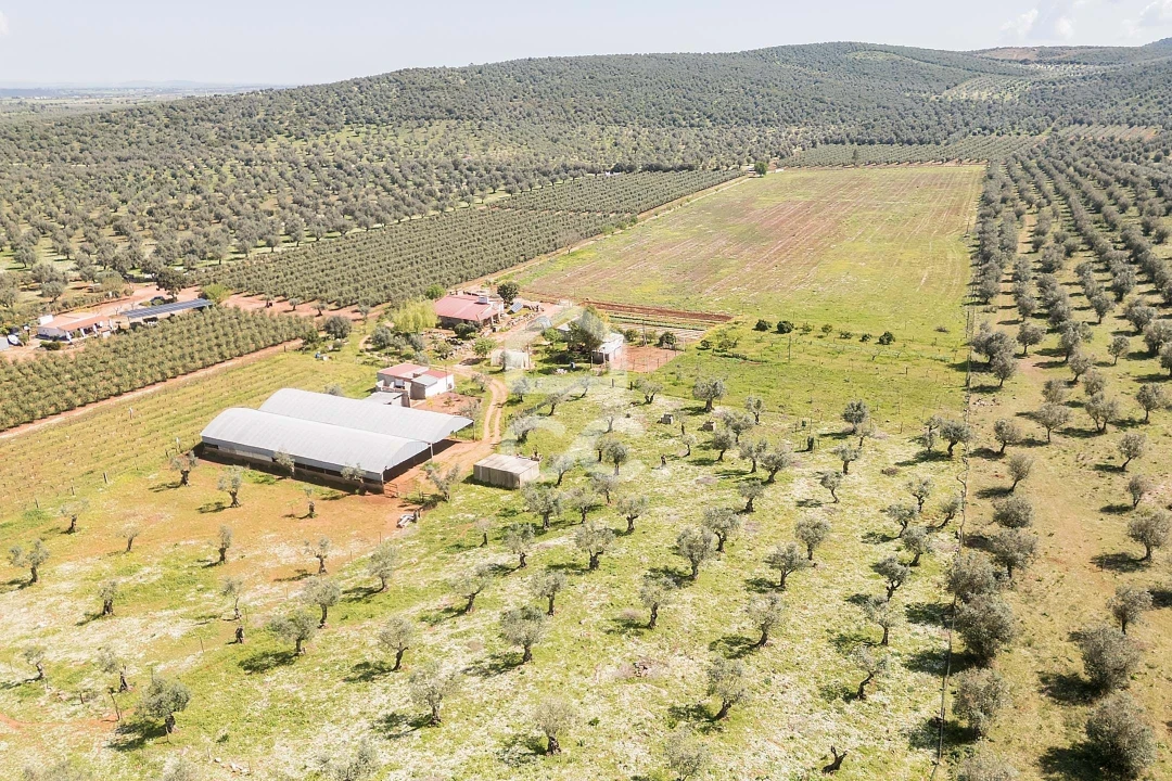 Quinta T2 para Venda em Sousel Foto 100