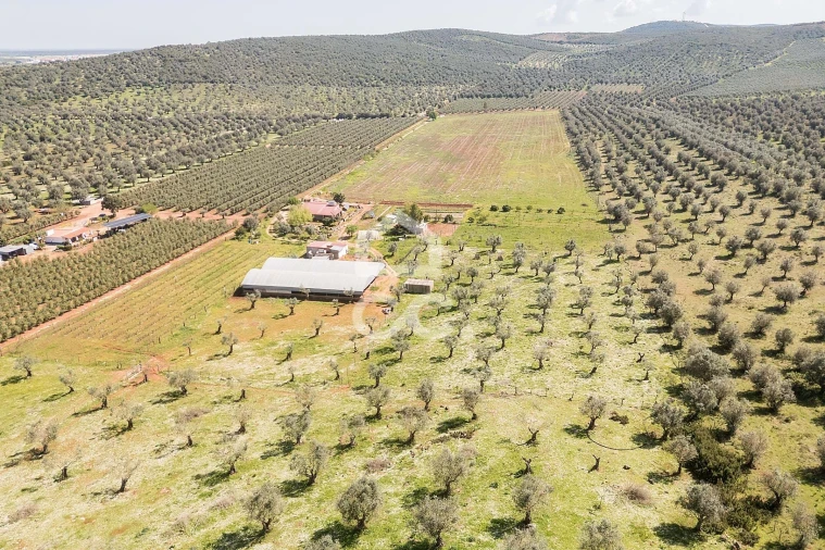 Quinta T2 para Venda em Sousel Foto 99