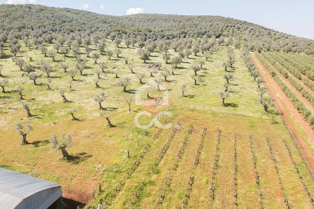Quinta T2 para Venda em Sousel Foto 128