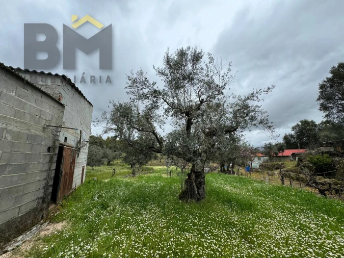 Terreno Agricola ou Rústico para Venda em Salgueiro do Campo Foto 10