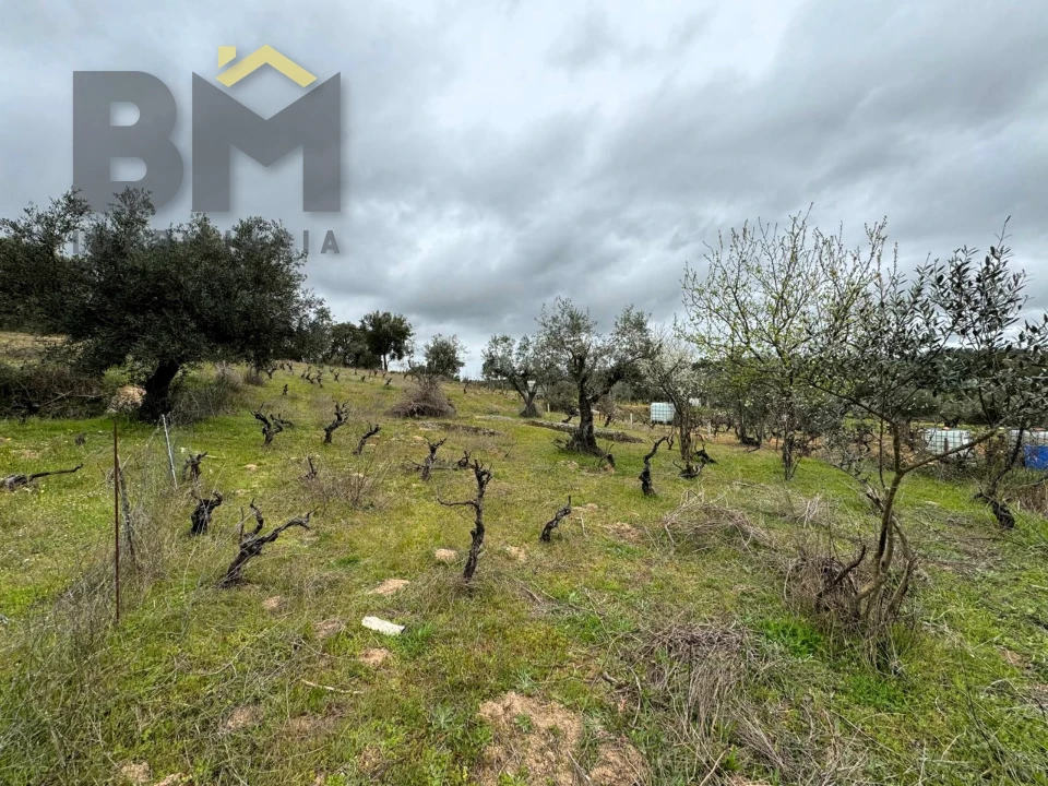 Terreno Agricola ou Rústico para Venda em Salgueiro do Campo Foto 15