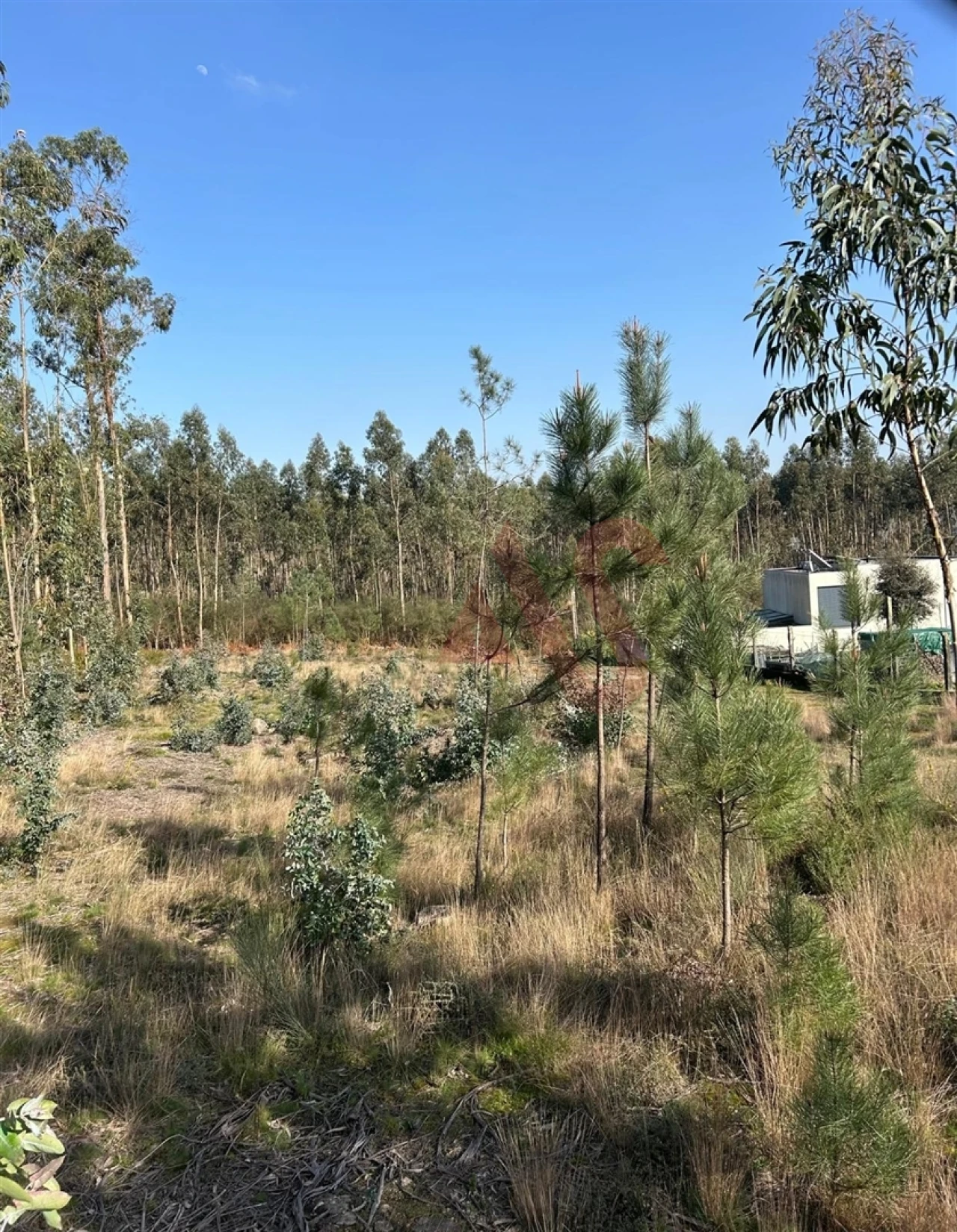 Terreno para Venda em Sanfins Lamoso Codessos Foto 5