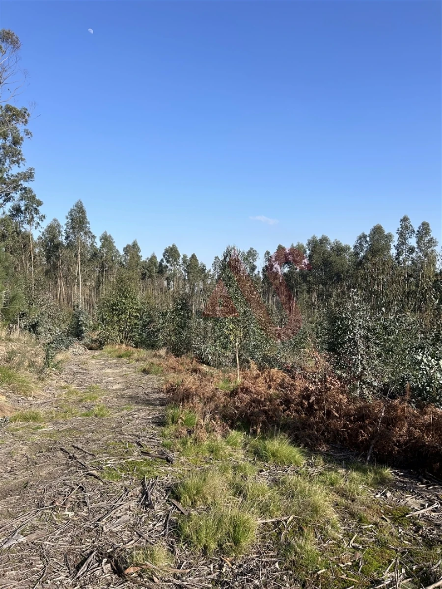 Terreno para Venda em Sanfins Lamoso Codessos Foto 5