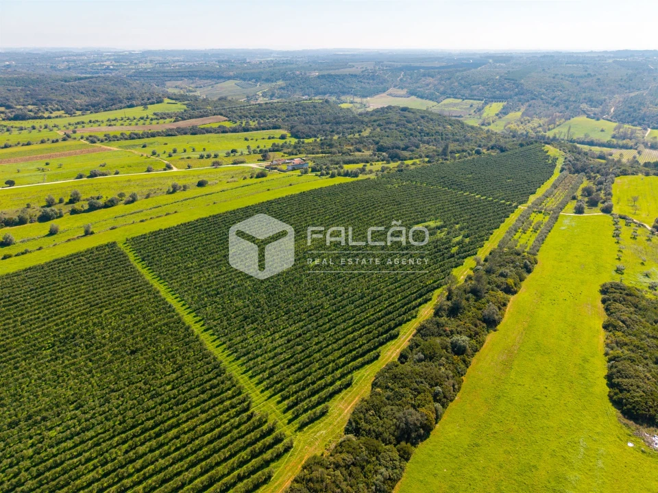 Terreno Agricola ou Rústico para Venda em Almoster Foto 4