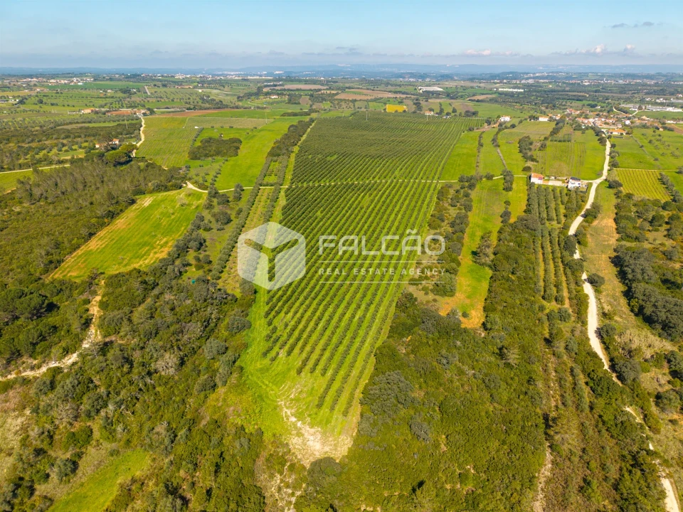 Terreno Agricola ou Rústico para Venda em Almoster Foto 14