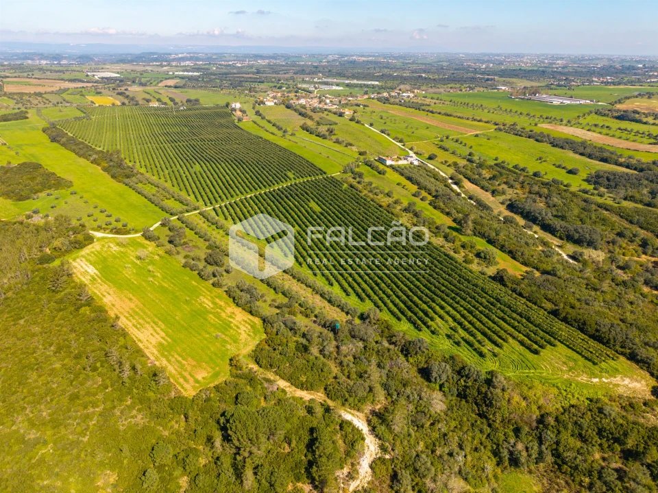 Terreno Agricola ou Rústico para Venda em Almoster Foto 10